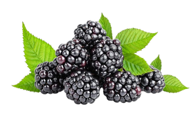 Mulberry Fruit