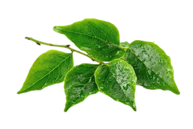 Gymnema Sylvestre