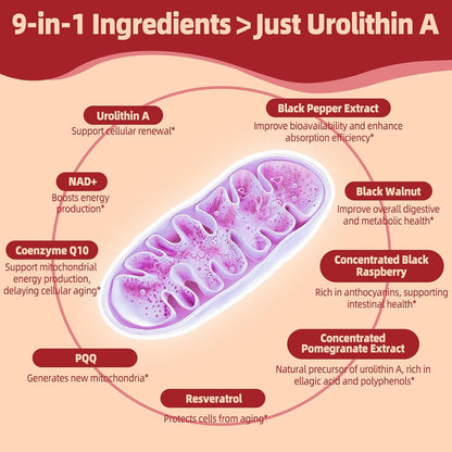 High Potency Urolithin A Supplement