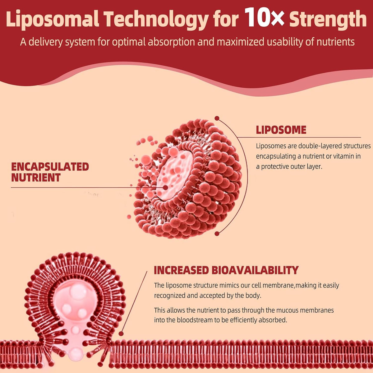 High Potency Urolithin A Supplement