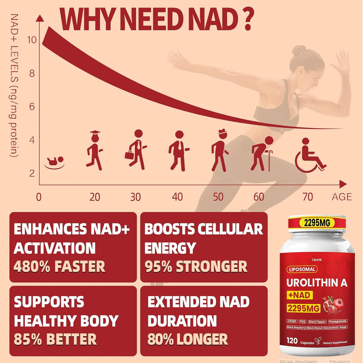 High Potency Urolithin A Supplement