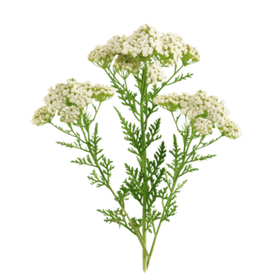 Yarrow